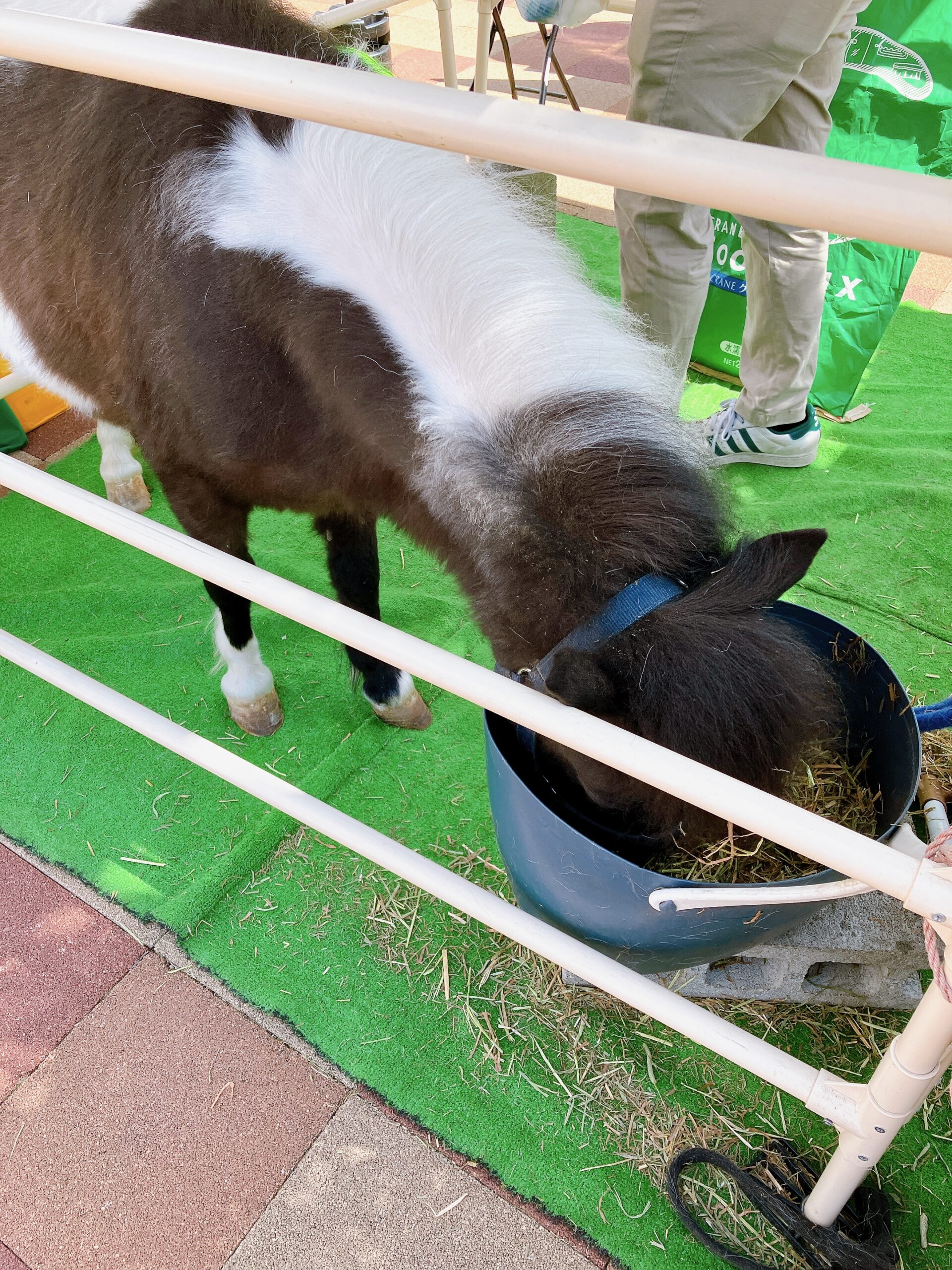 同じ会場のポニーくんかわいかった♪